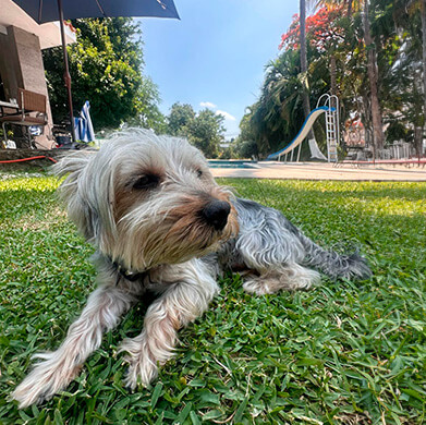 Hospedajes Pet Friendly Cerca de Tepoztlán